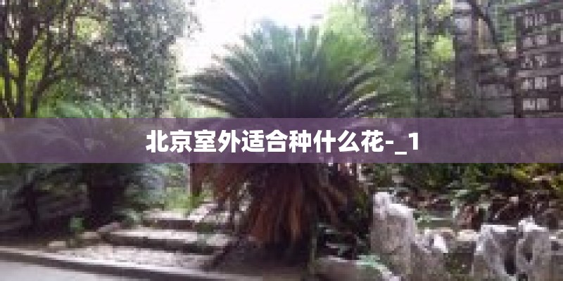 北京室外适合种什么花-_1 北京室外适合种什么花-_1