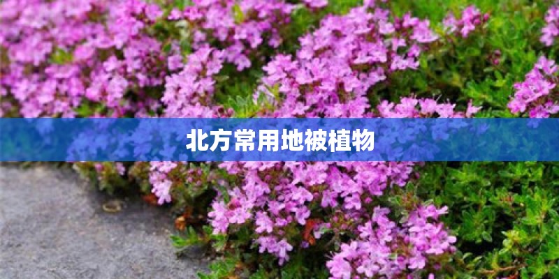 北方常用地被植物