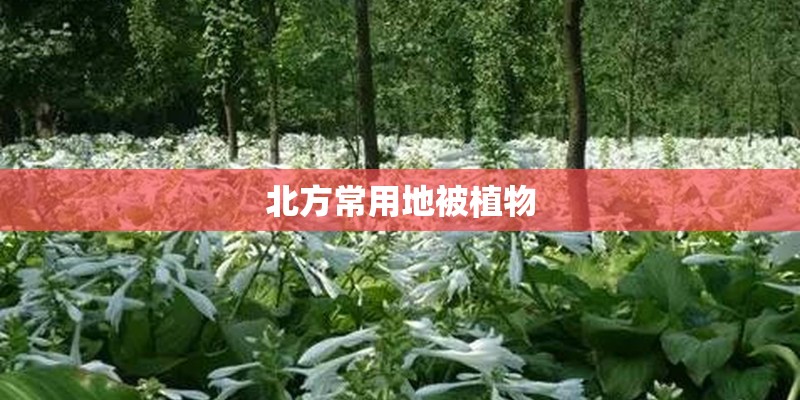 北方常用地被植物