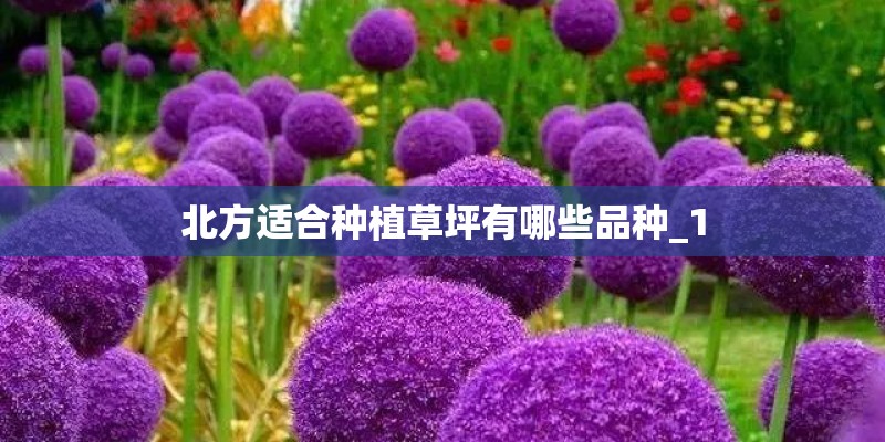 北方适合种植草坪有哪些品种_1