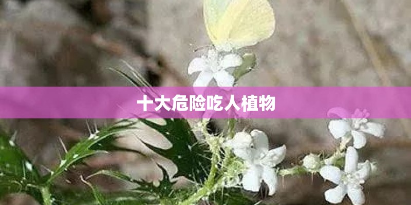 十大危险吃人植物 十大危险吃人植物