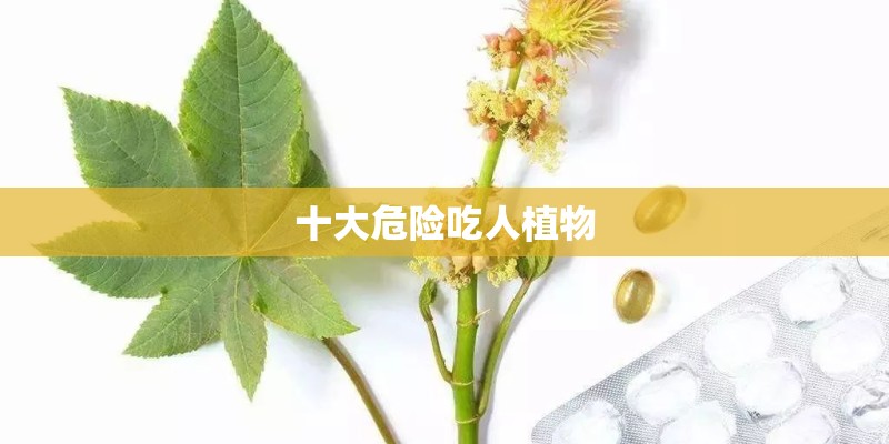 十大危险吃人植物 十大危险吃人植物