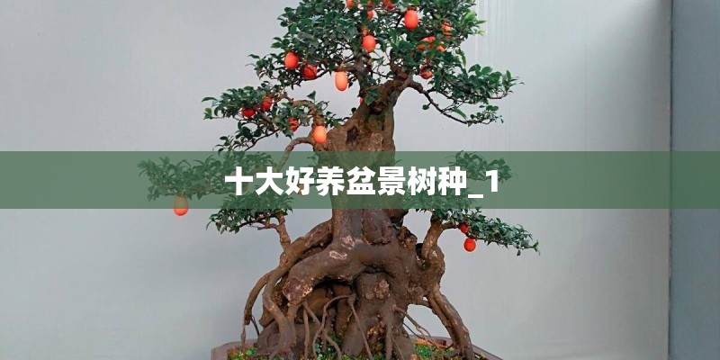 十大好养盆景树种_1