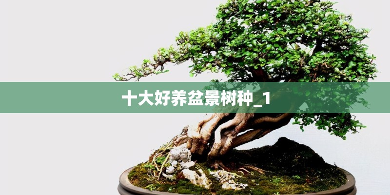 十大好养盆景树种_1
