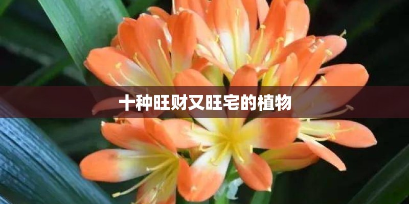 十种旺财又旺宅的植物