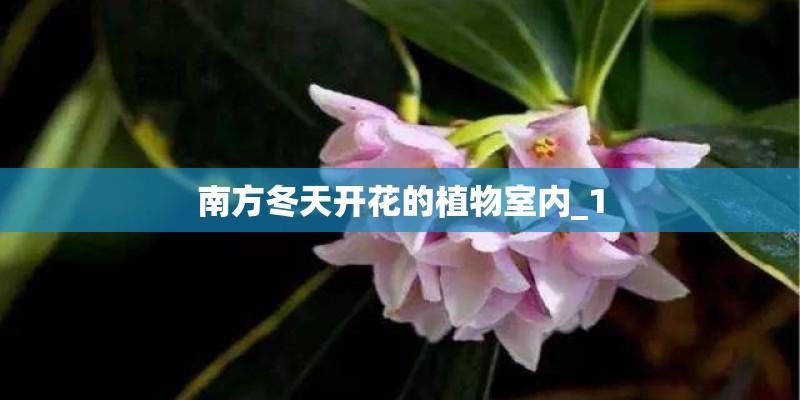 南方冬天开花的植物室内_1