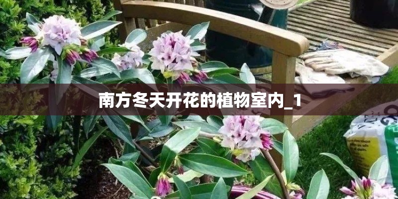 南方冬天开花的植物室内_1