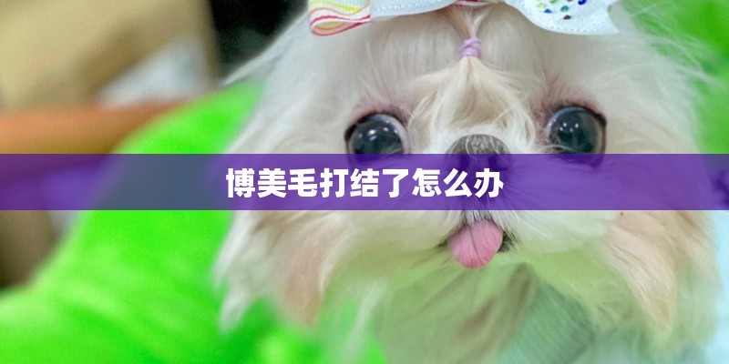 博美毛打结了怎么办