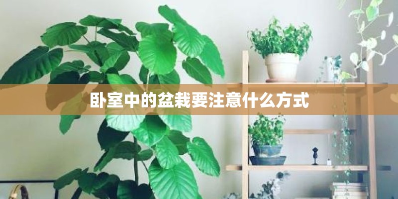 卧室中的盆栽要注意什么方式