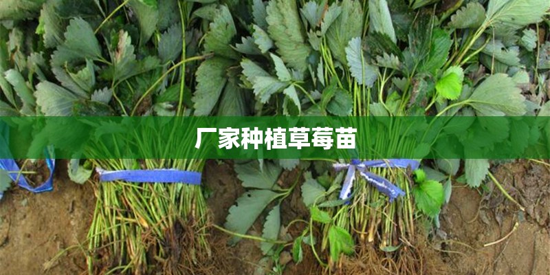 厂家种植草莓苗 厂家种植草莓苗
