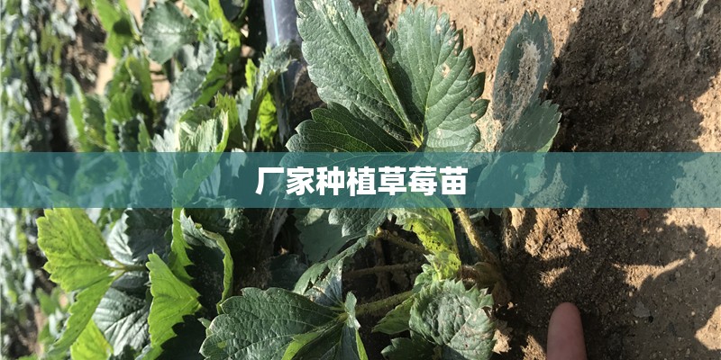 厂家种植草莓苗 厂家种植草莓苗