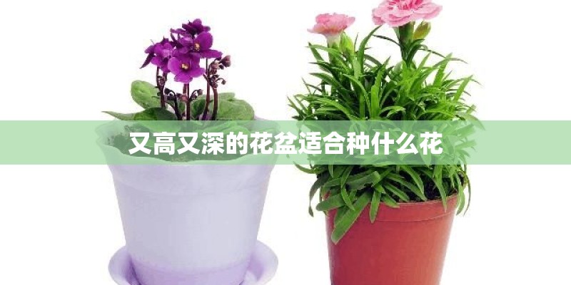 又高又深的花盆适合种什么花 又高又深的花盆适合种什么花