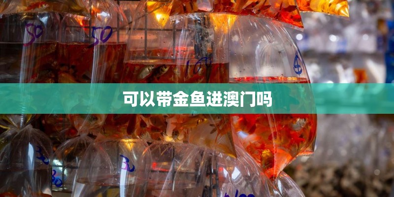 可以带金鱼进澳门吗