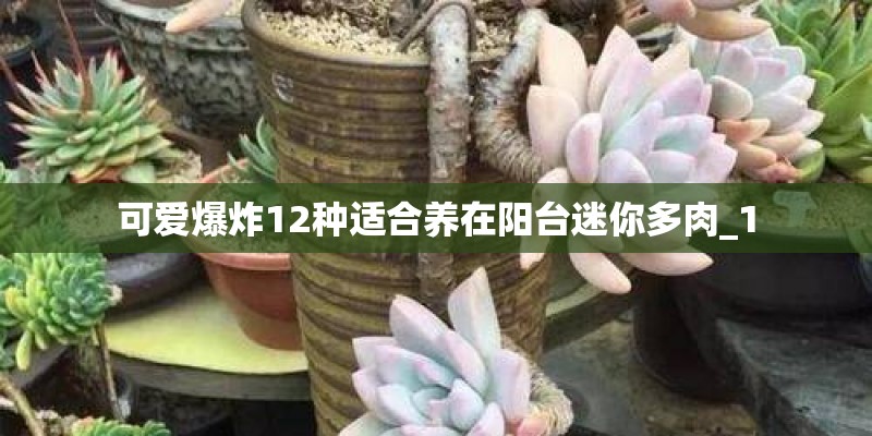 可爱爆炸12种适合养在阳台迷你多肉_1