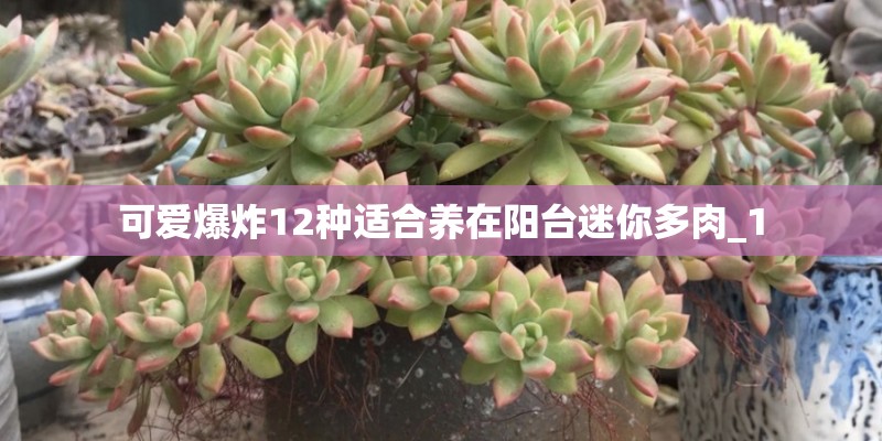 可爱爆炸12种适合养在阳台迷你多肉_1