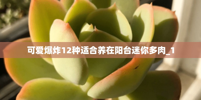 可爱爆炸12种适合养在阳台迷你多肉_1