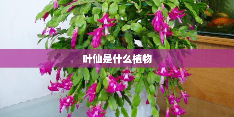 叶仙是什么植物