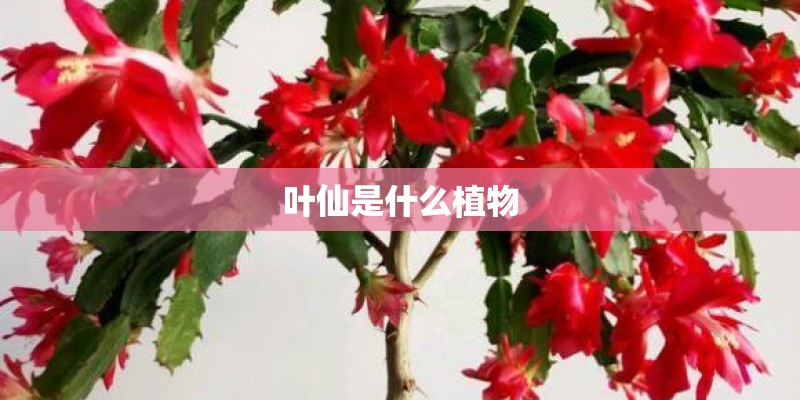 叶仙是什么植物 叶仙是什么植物