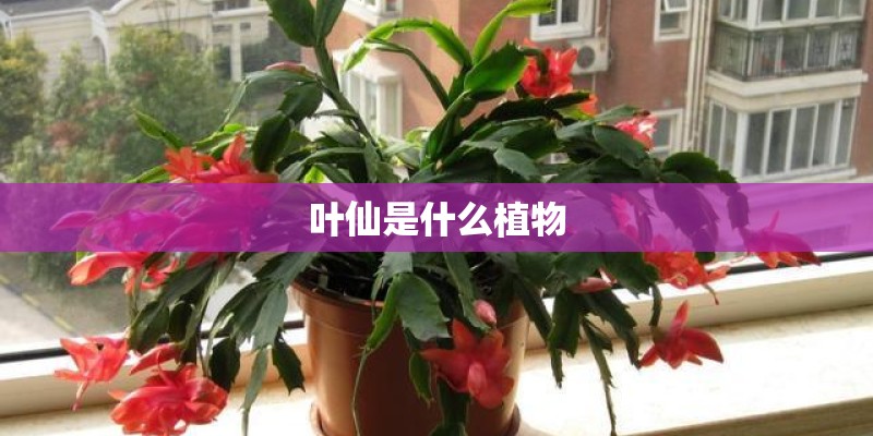 叶仙是什么植物 叶仙是什么植物