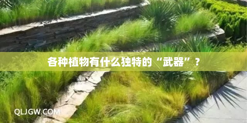 各种植物有什么独特的“武器”？