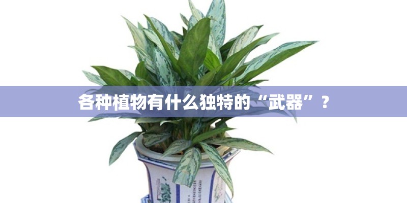 各种植物有什么独特的“武器”？