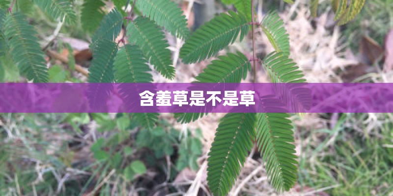 含羞草是不是草