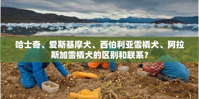 哈士奇、爱斯基摩犬、西伯利亚雪橇犬、阿拉斯加雪橇犬的区别和联系？