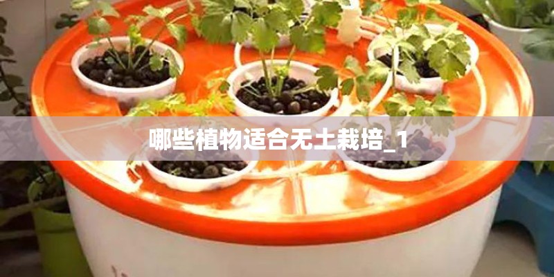 哪些植物适合无土栽培_1