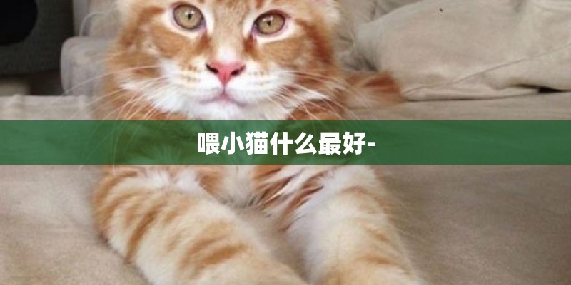 喂小猫什么最好-