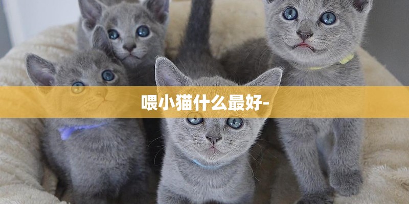 喂小猫什么最好-