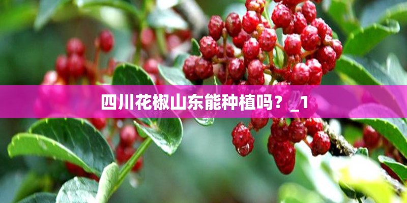 四川花椒山东能种植吗？_1