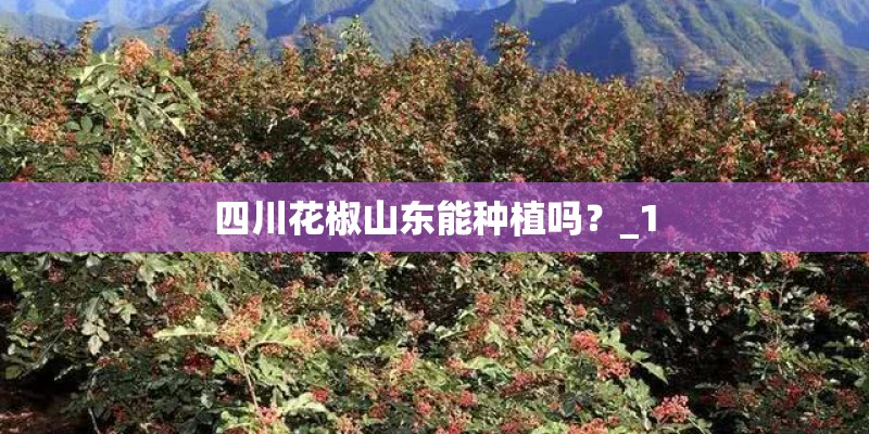 四川花椒山东能种植吗？_1