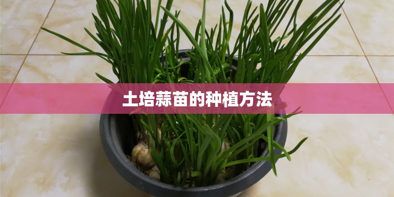 土培蒜苗的种植方法