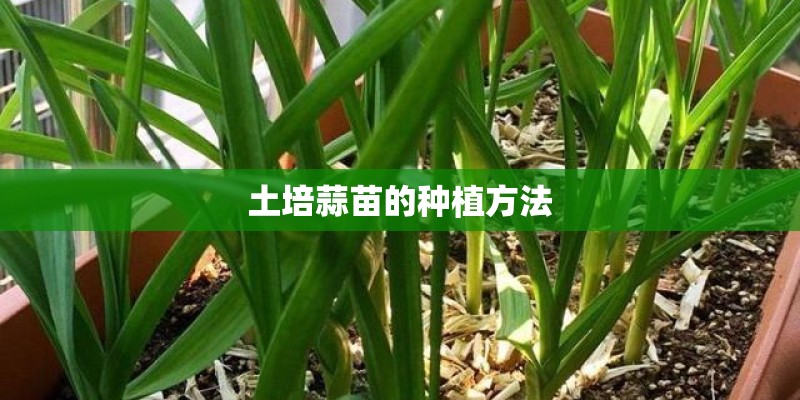 土培蒜苗的种植方法