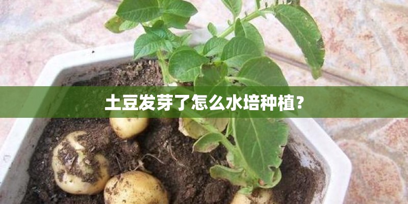 土豆发芽了怎么水培种植？