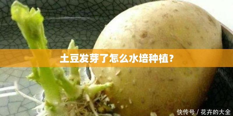 土豆发芽了怎么水培种植？