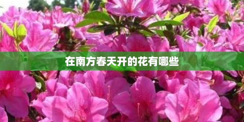 在南方春天开的花有哪些