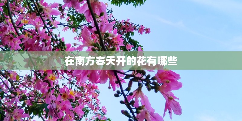 在南方春天开的花有哪些