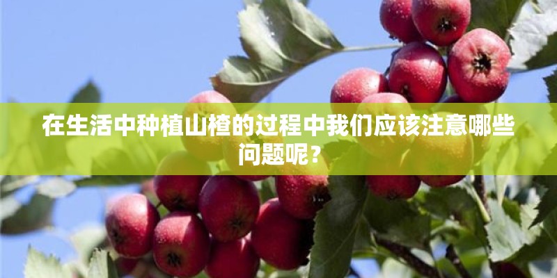 在生活中种植山楂的过程中我们应该注意哪些问题呢？