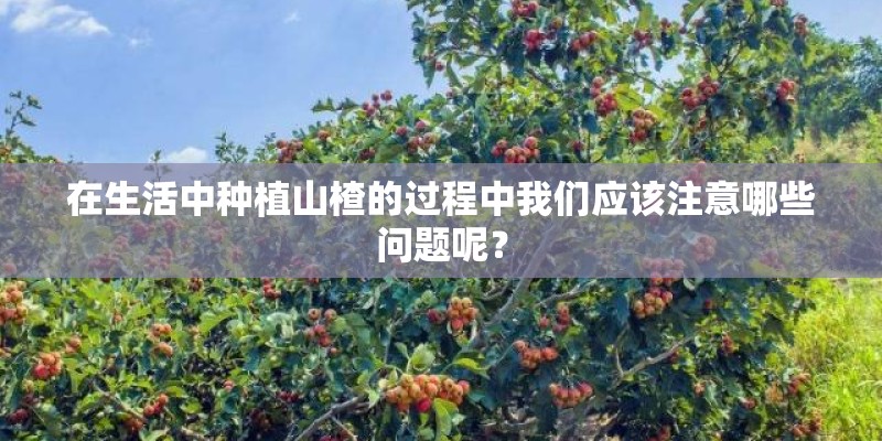 在生活中种植山楂的过程中我们应该注意哪些问题呢？