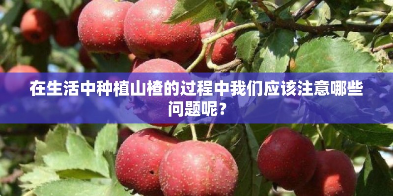 在生活中种植山楂的过程中我们应该注意哪些问题呢？
