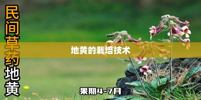 地黄的栽培技术