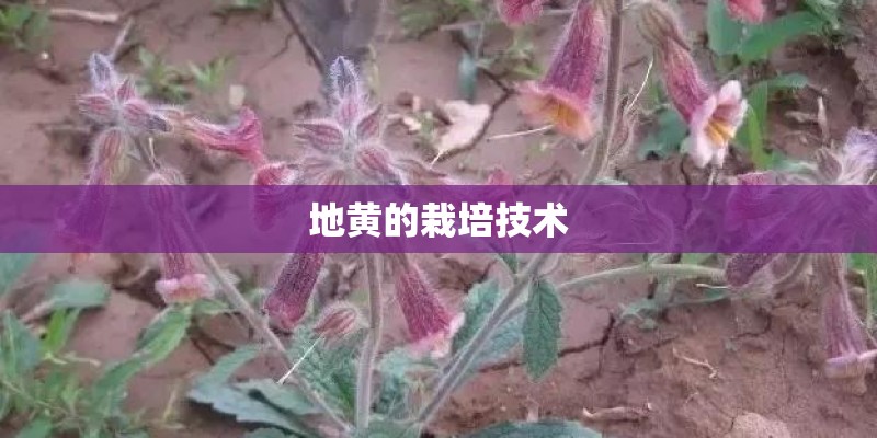 地黄的栽培技术