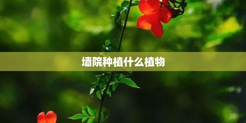 墙院种植什么植物