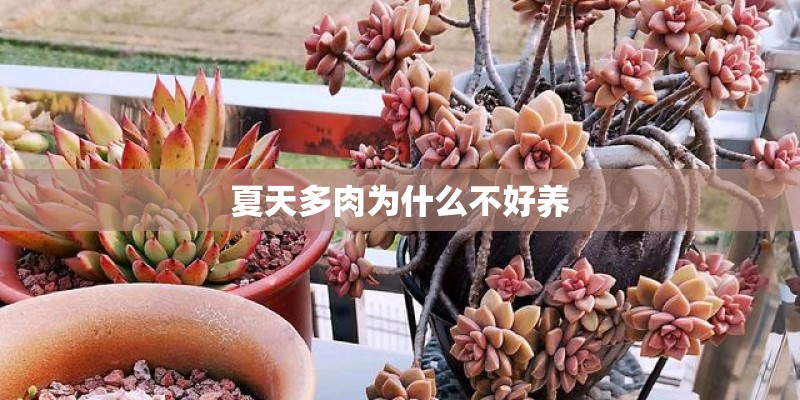 夏天多肉为什么不好养