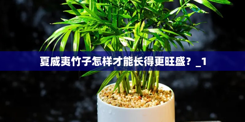 夏威夷竹子怎样才能长得更旺盛？_1