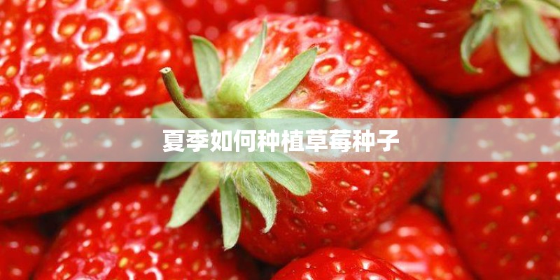 夏季如何种植草莓种子