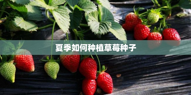 夏季如何种植草莓种子