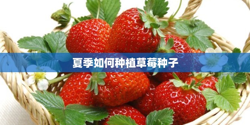 夏季如何种植草莓种子