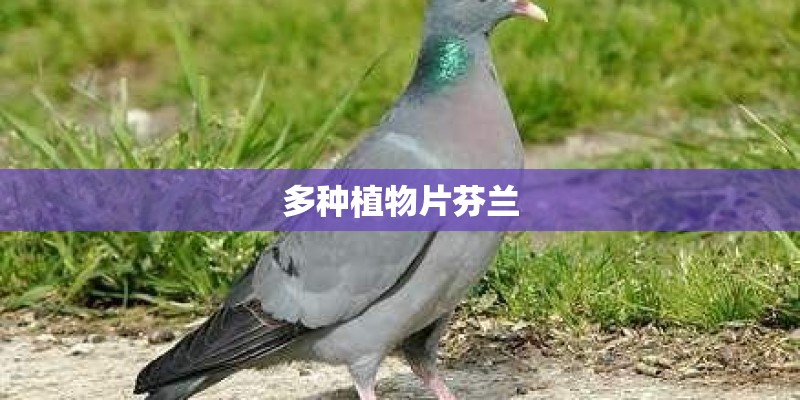 多种植物片芬兰